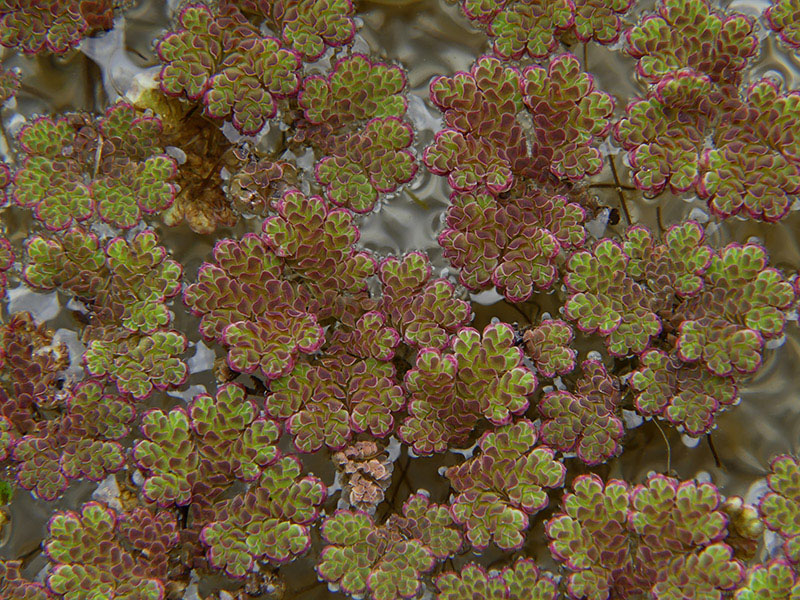 Azolla, forse caroliniana